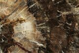 Beautiful Petrified Wood (Araucaria) Round - Madagascar #327321-1